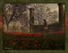 Hesperos Cherry Blossoms