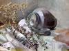 Silver-tea-canister